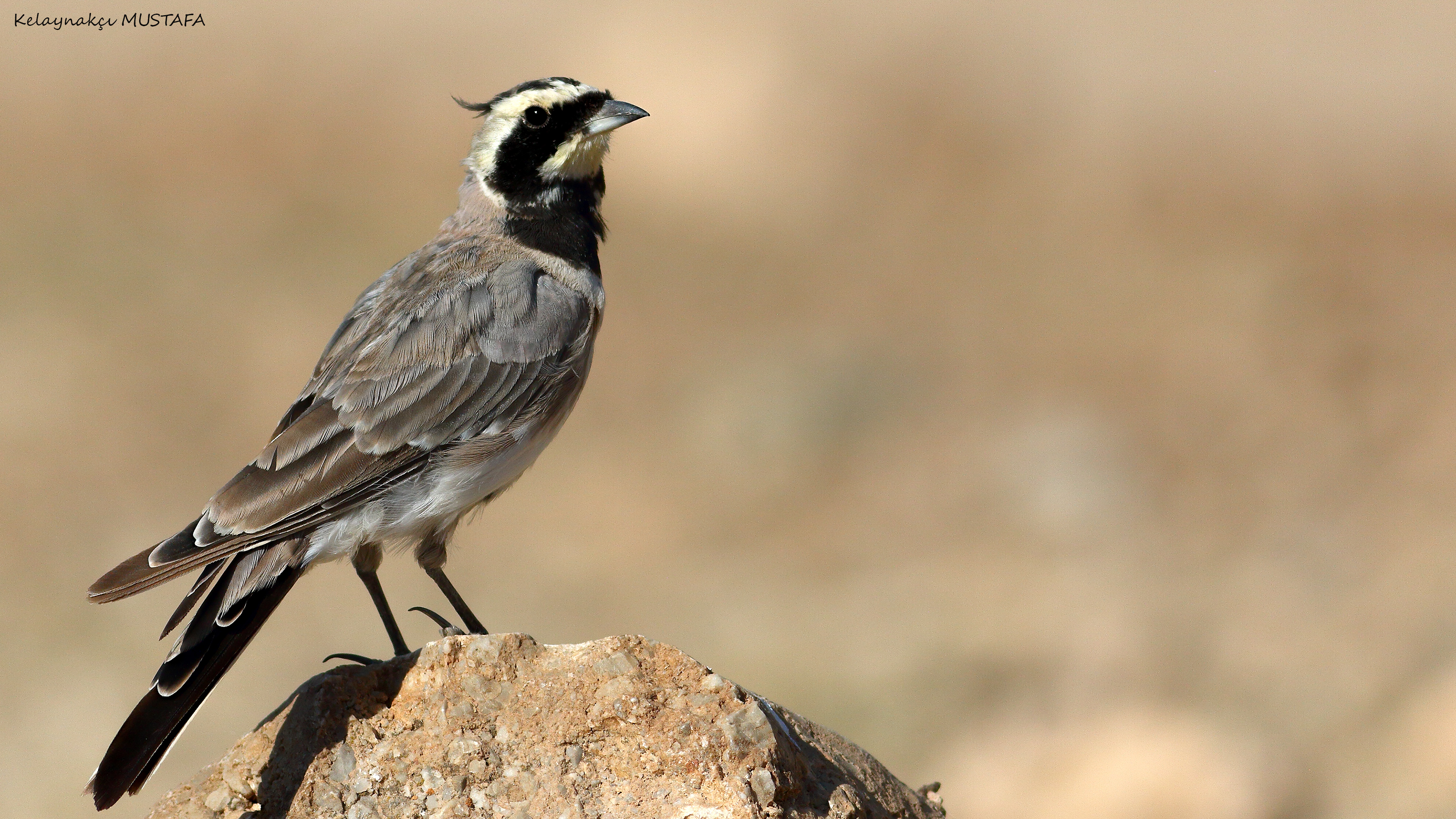 Horned Lark
